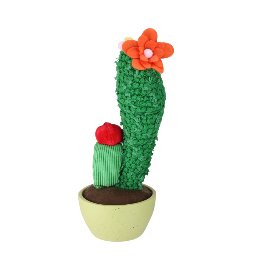 Cactus Mix Pot - 12