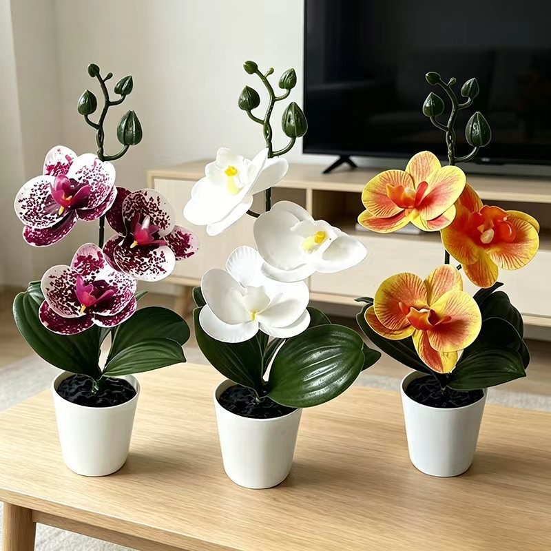Mini butterfly orchid potted p - Orchid Phalaenopsis ulasan dan harga