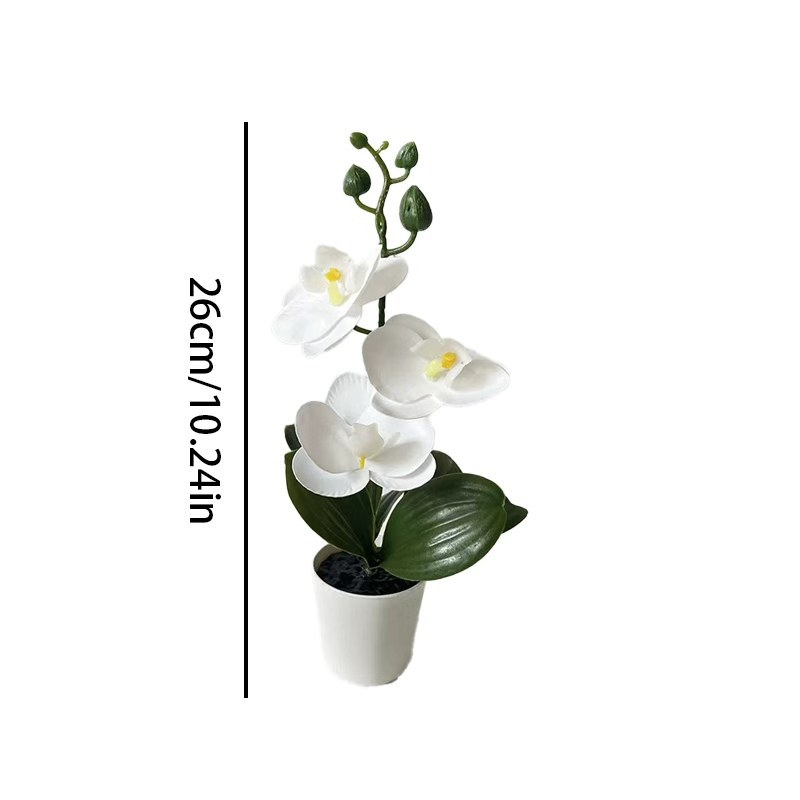Mini butterfly orchid potted p - Orchid Phalaenopsis ulasan dan harga