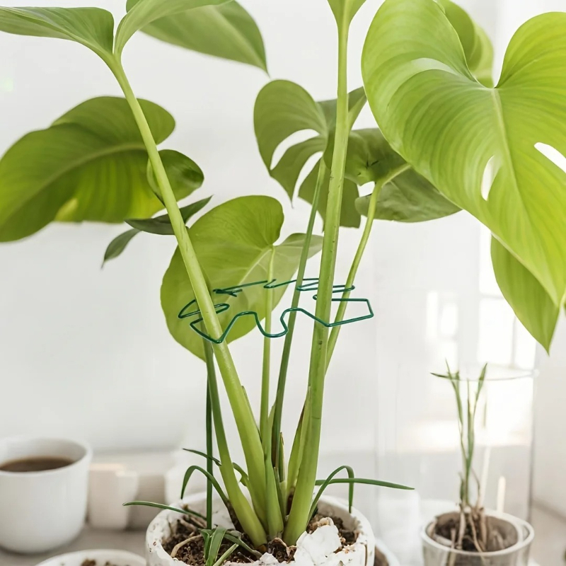 Monstera Leaf Shaped Metal Pla - Variegated Monstera Node ulasan dan harga