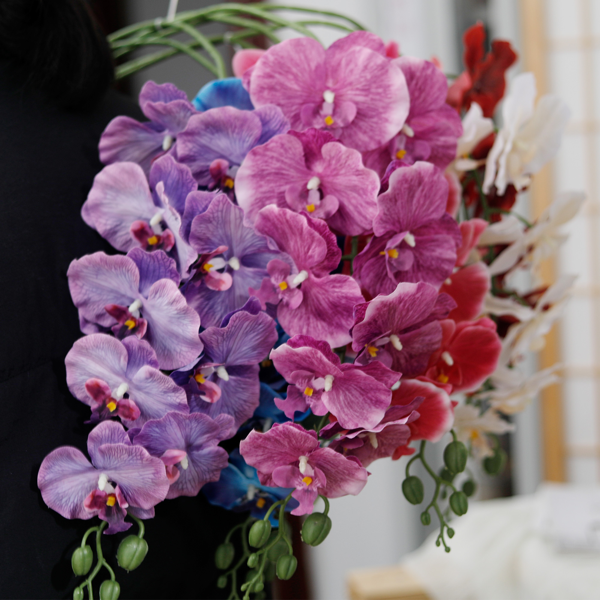 Long Branch Butterfly Orchids  - Orchid Phalaenopsis ulasan dan harga
