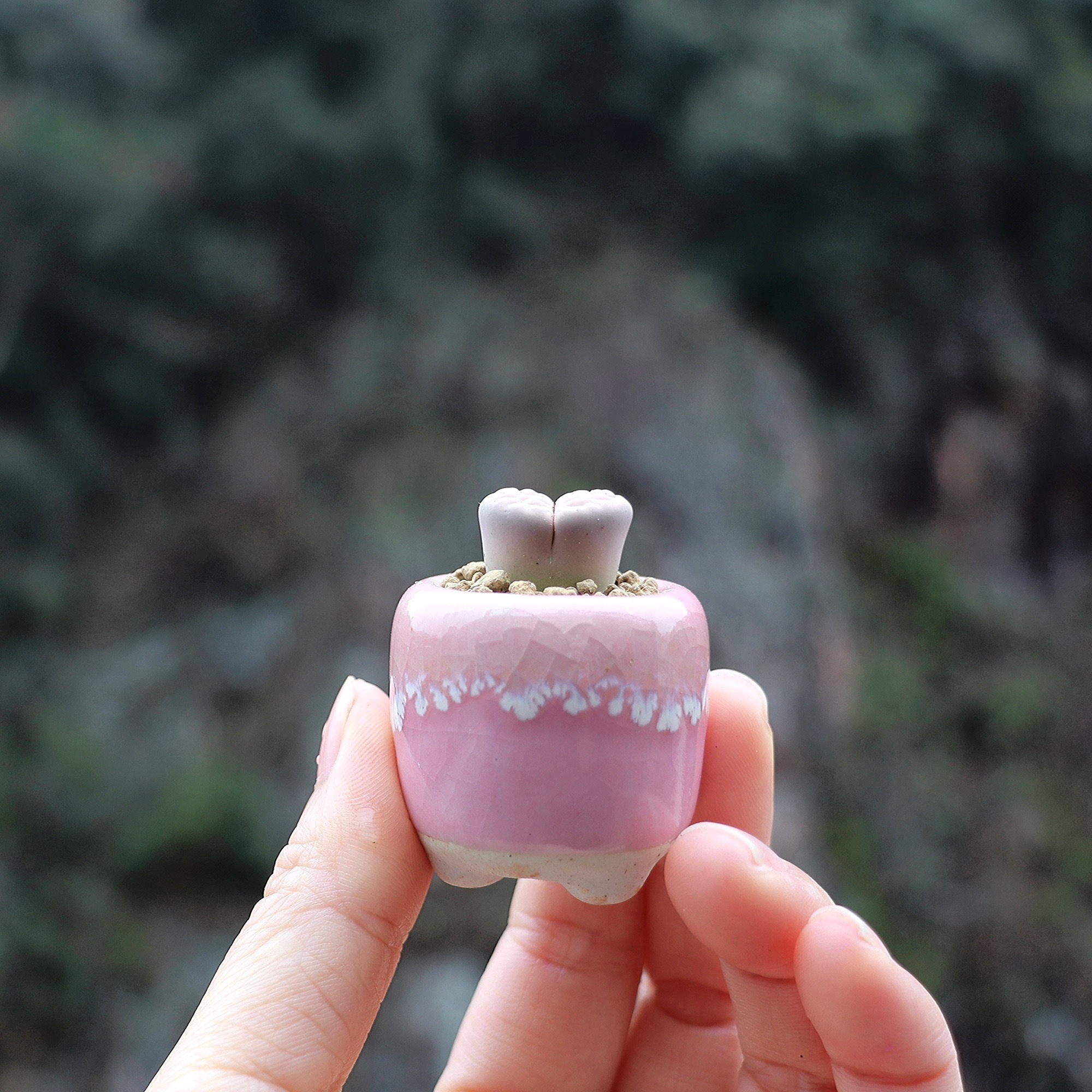 10Pcs Mini Ceramics Fowerpot M - Cactus Mix Pot ulasan dan harga