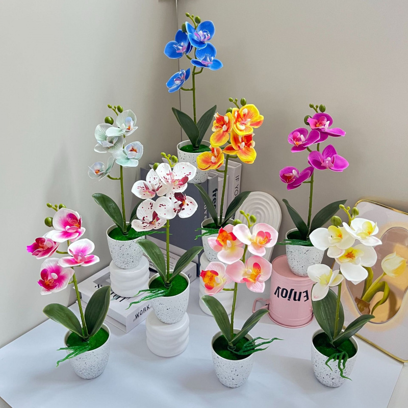 Butterfly Orchid 4-Flower Pott - Orchid Phalaenopsis ulasan dan harga