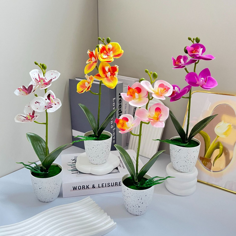 Butterfly Orchid 4-Flower Pott - Orchid Phalaenopsis ulasan dan harga