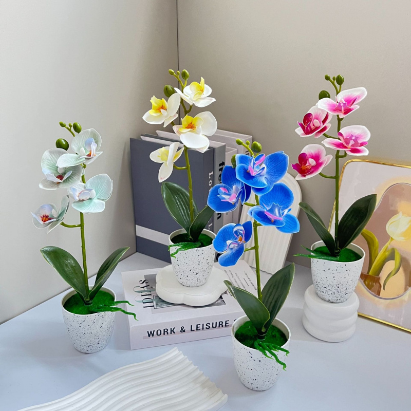 Butterfly Orchid 4-Flower Pott - Orchid Phalaenopsis ulasan dan harga