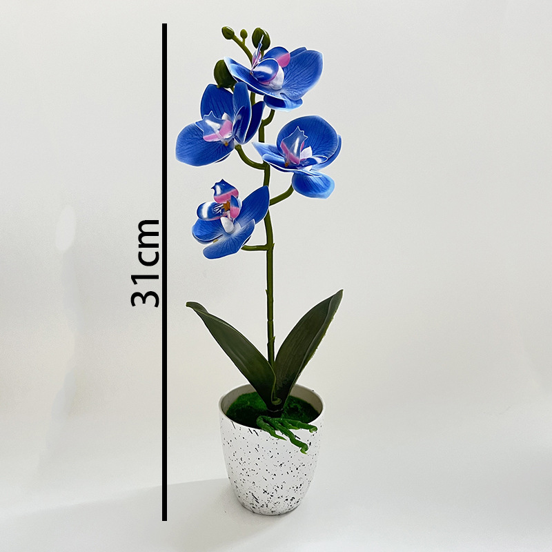 Butterfly Orchid 4-Flower Pott - Orchid Phalaenopsis ulasan dan harga