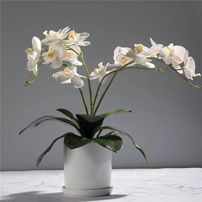 AB45 Phalaenopsis Orchids Leav - Orchid Phalaenopsis ulasan dan harga