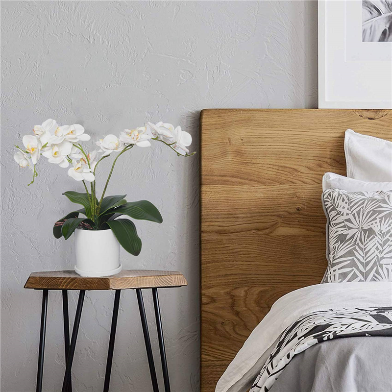 AB45 Phalaenopsis Orchids Leav - Orchid Phalaenopsis ulasan dan harga