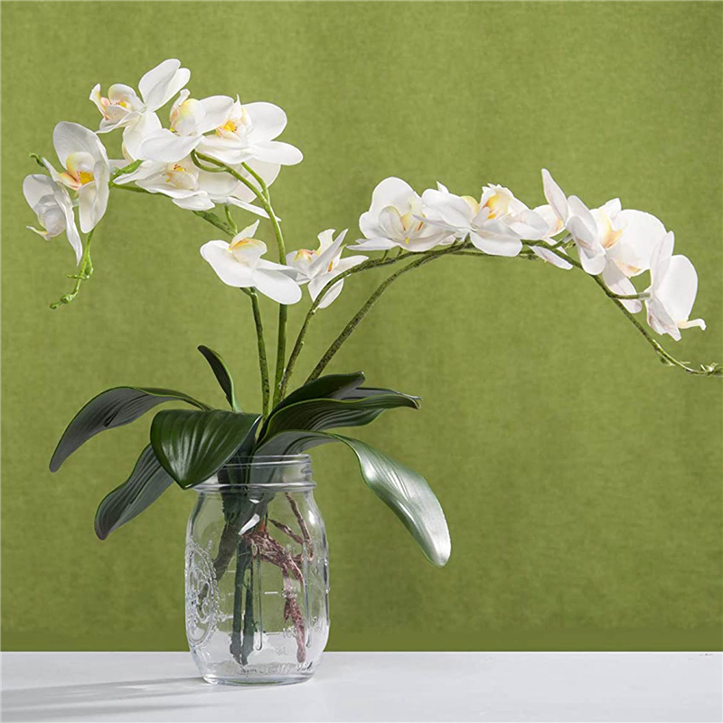 AB45 Phalaenopsis Orchids Leav - Orchid Phalaenopsis ulasan dan harga