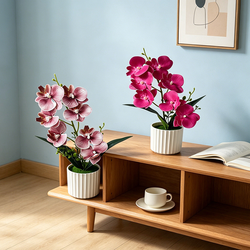 Butterfly Orchid 7-Flower Vert - Orchid Phalaenopsis ulasan dan harga