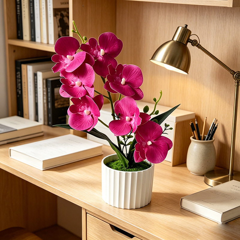 Butterfly Orchid 7-Flower Vert - Orchid Phalaenopsis ulasan dan harga