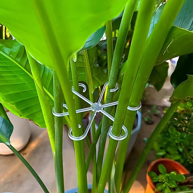 4Pcs Climbing Plants Support C - Variegated Monstera Node ulasan dan harga