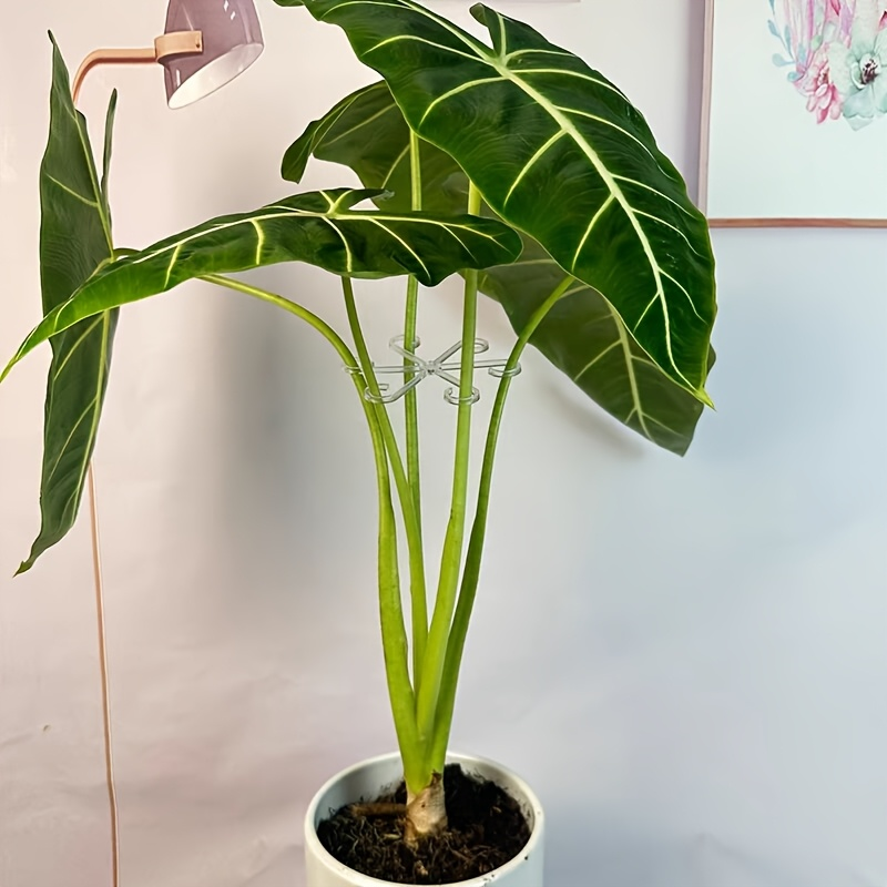 4Pcs Climbing Plants Support C - Variegated Monstera Node ulasan dan harga