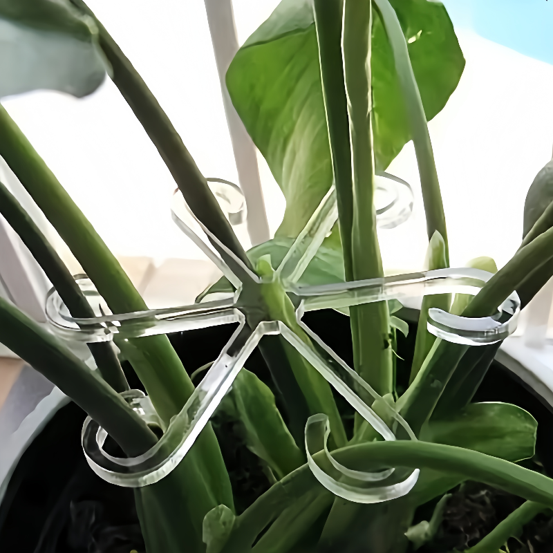 4Pcs Climbing Plants Support C - Variegated Monstera Node ulasan dan harga