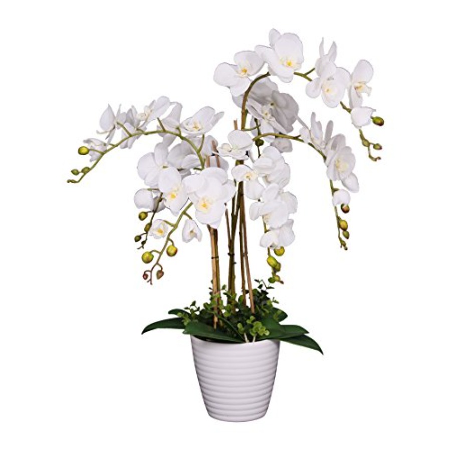 691322320985 Unique and Gorgeo - Orchid Phalaenopsis ulasan dan harga