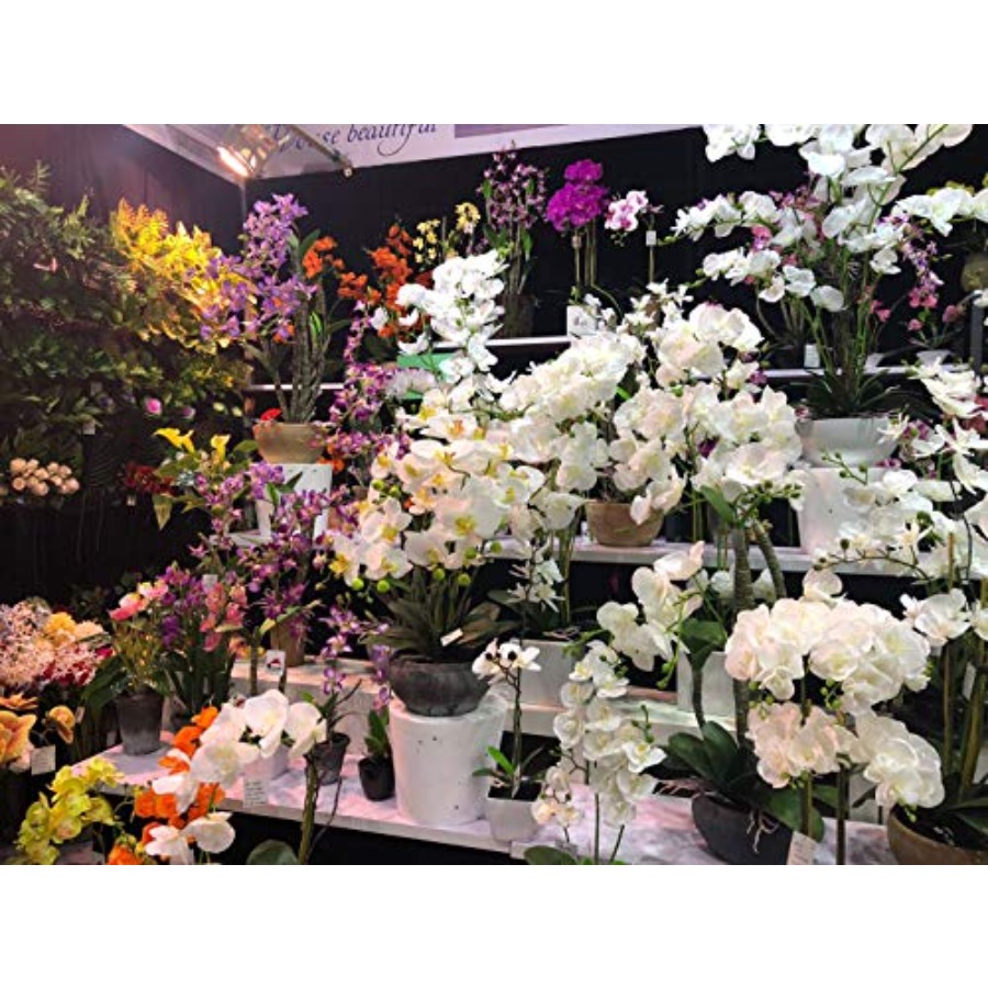 691322320985 Unique and Gorgeo - Orchid Phalaenopsis ulasan dan harga