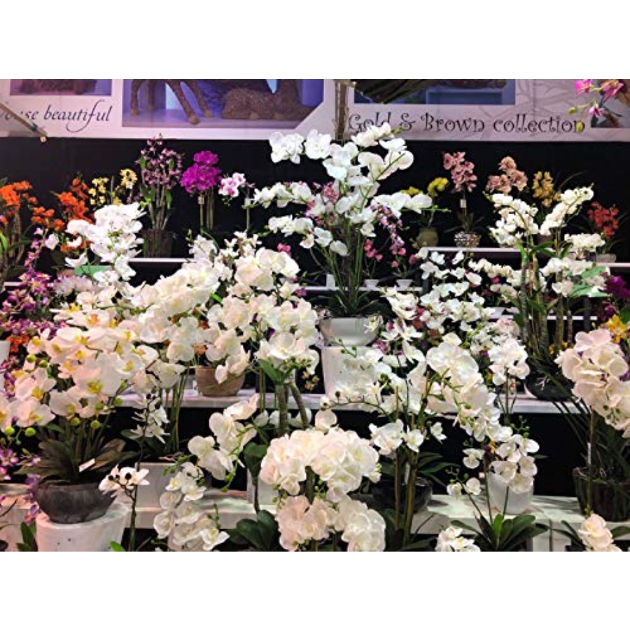 691322320985 Unique and Gorgeo - Orchid Phalaenopsis ulasan dan harga