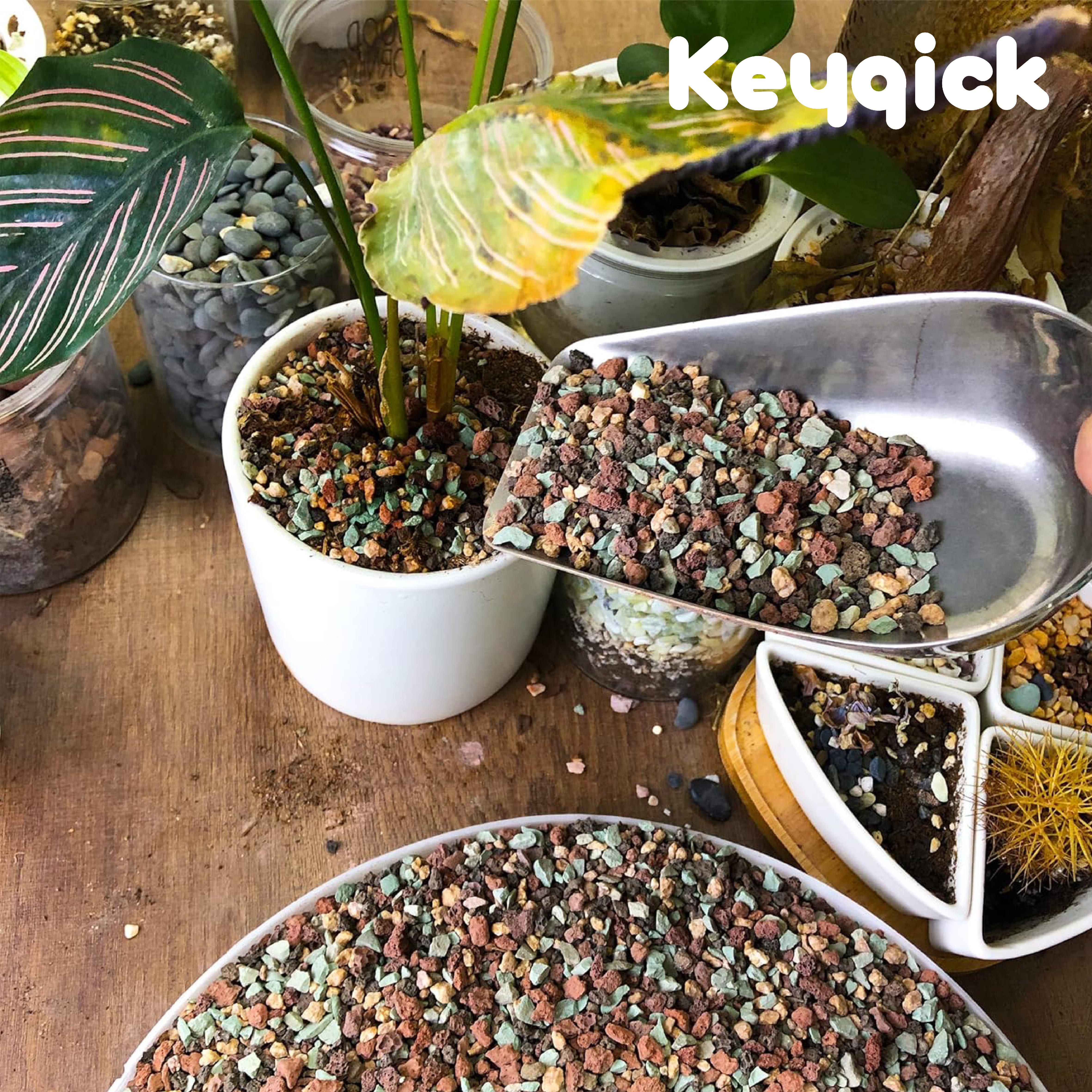 1lbs Natural Color Mixed Grave - Cactus Mix Pot ulasan dan harga